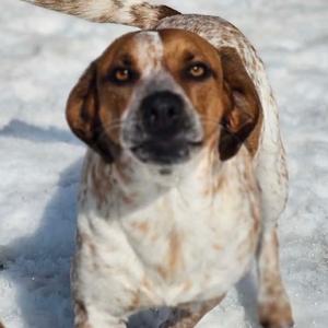 Scotch- Graduated Paws-in-Prison training program!, Coonhound, Bluetick, adult, available for adoption
