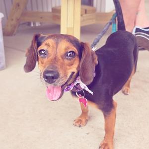 A brown and black dog with floppy ears, wearing a purple bandana and a pink tag, standing on a concrete surface with its tongue out.