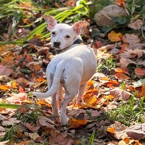 MINNIE, Chihuahua, Short Coat, adult, available for adoption
