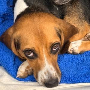 Daisy, Beagle, adult, available for adoption