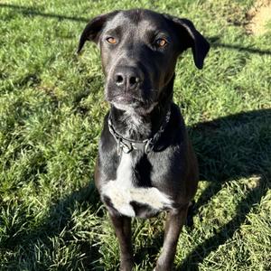 PHILLIE~GRADUATED FROM PAWS-IN-PRISON., Retriever, Black Labrador, adult, available for adoption
