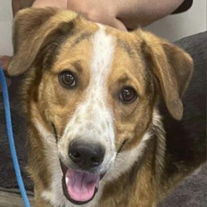 REGGIE, Hound, adult, available for adoption