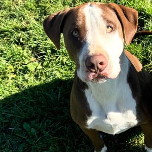 'Blue'bell- Graduated Paws-in-Prison training program!!, Hound, adult, available for adoption