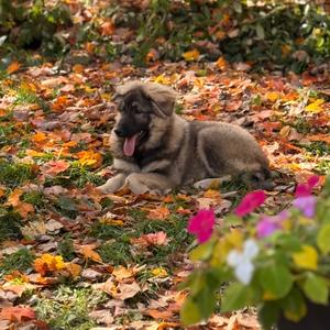 BRIGGS, Shepherd, German, puppy, available for adoption