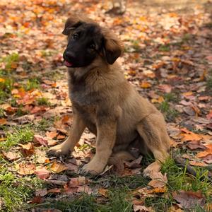 BRISTOL, Shepherd, puppy, available for adoption