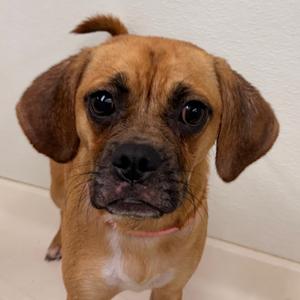Petunia, Pug, available for adoption