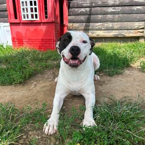 Ginny (Prada) Graduate of Paws-in-Prison program!, Bulldog, American, adult, available for adoption
