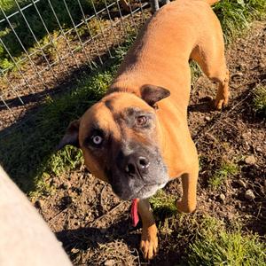 Dale (formally Cliff), Boxer, adult, available for adoption