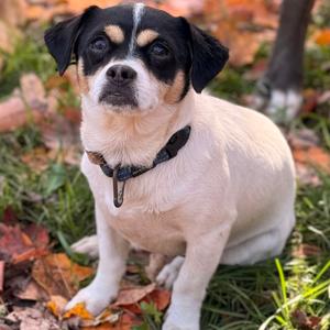 MYA, Chihuahua, Short Coat, adult, available for adoption
