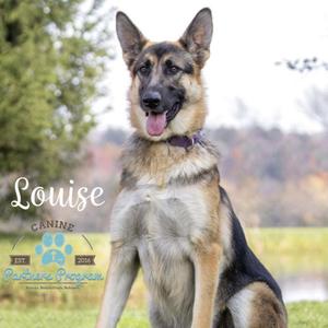 Louise, Shepherd, German, senior, available for adoption