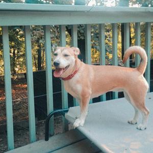 LUNA, Corgi, Cardigan Welsh, adult, available for adoption