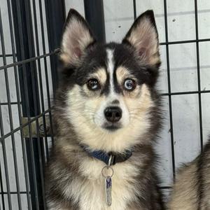 LIZZIE, Pomeranian, adult, available for adoption