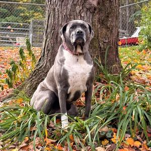 Big Luna, Mastiff, Cane Corso, adult, available for adoption