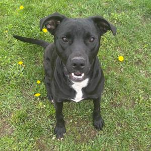 A black dog with a white chest patch standing on a grassy field with yellow flowers.