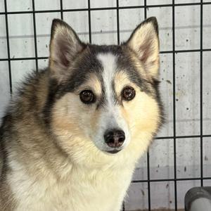 LILAC, Pomeranian, senior, available for adoption