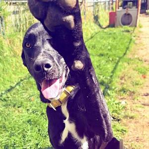 Bear, Retriever, Black Labrador, available for adoption