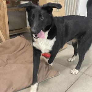 OLIVER~ GRADUATED FROM PAWS-IN-PRISON., Collie, Border, adult, available for adoption
