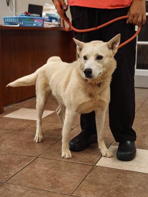 Nia, Husky, young, available for adoption