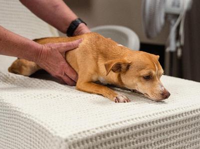 Precious, Rat Terrier, puppy, available for adoption