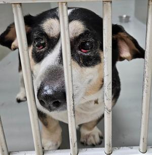 Luna, Chihuahua, adult, available for adoption