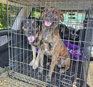 Two dogs sitting in a metal crate, one with a brindle coat and the other with a black and tan coat, both with their tongues out.