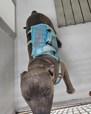 A brown dog wearing a blue harness
