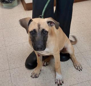 Janet, German Shepherd Dog, puppy, available for adoption