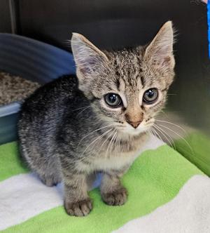 Smokey, Terrier, puppy, available for adoption