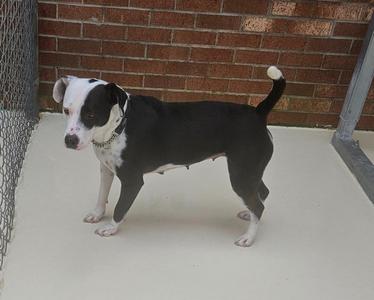 Leonora (Luna), Terrier, young, available for adoption