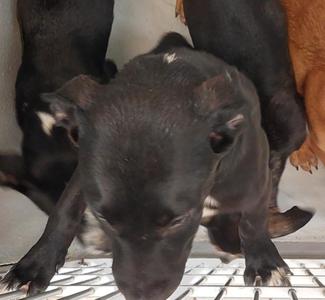 A close-up of a black puppy with white markings on its chest and paws, looking down at a metal grate. Other dogs are visible in the background.