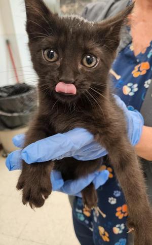 Luna Cat, Terrier, puppy, available for adoption