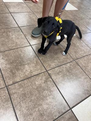 A black puppy wearing a yellow harness stands on a tiled floor, looking up at a person's legs.