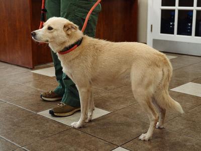 Nelly, Terrier, young, available for adoption