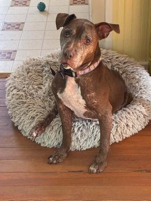 Molly, Pit Bull Terrier / Labrador Retriever, senior, available for adoption