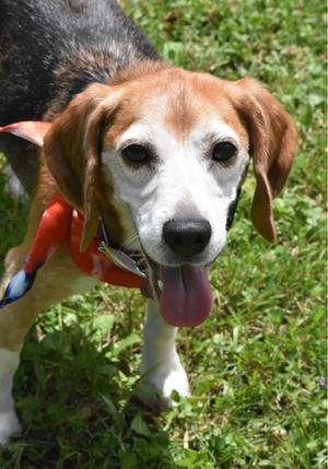 Beni, Beagle, adult, available for adoption