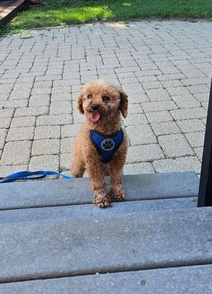 A small brown poodle standing on a set of concrete steps, wearing a blue harness with a paw print design. The dog is looking up with its mouth open and tongue out, appearing happy. The background shows a paved area with grass in the distance.