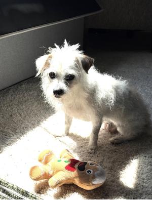 Deedee, Terrier, senior, available for adoption