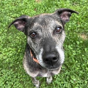 Scooter, Pointer / Black Labrador Retriever, senior, available for adoption