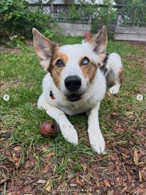 Bert, Australian Shepherd, adult, available for adoption