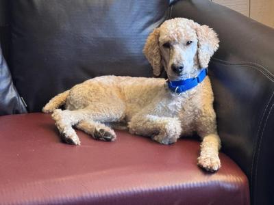 Norman, Standard Poodle, adult, available for adoption