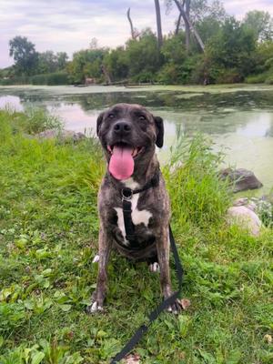 Hazel, Mixed Breed, senior, available for adoption