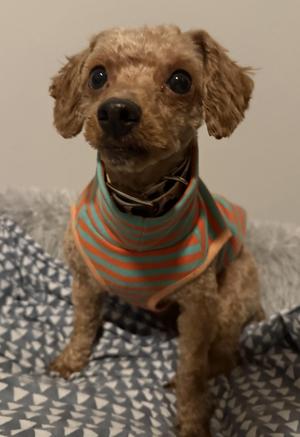 Theo, Miniature Poodle, adult, available for adoption