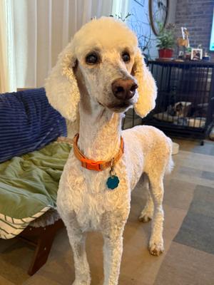 Ken, Standard Poodle, senior, available for adoption