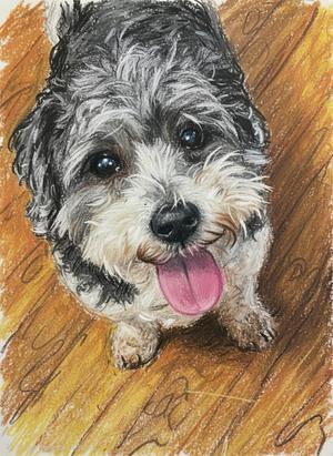Coco, Shih Tzu, senior, available for adoption