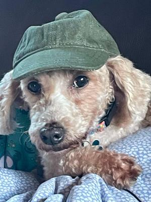 Dooter Doots, Miniature Poodle, senior, available for adoption