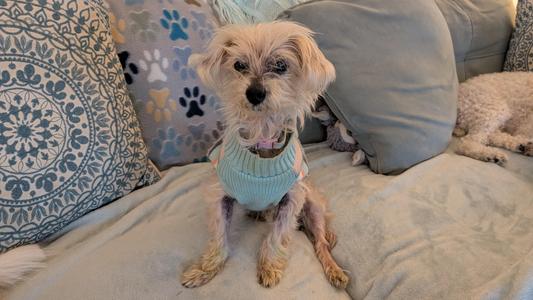 A small dog wearing a light blue sweater sits on a couch with patterned pillows.