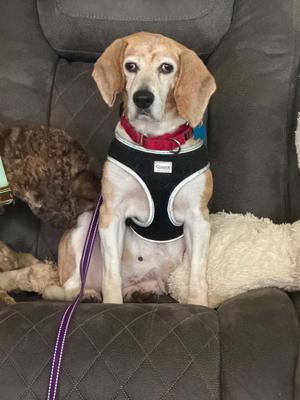 Birdie, Beagle, adult, available for adoption