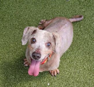 A small dog with a light-colored coat and floppy ears is sitting on a green artificial turf surface. The dog has its tongue out and is looking up at the camera. It is wearing a red collar with a patterned design.