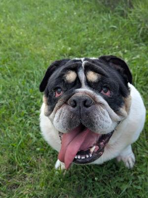 Wilma, English Bulldog, adult, available for adoption