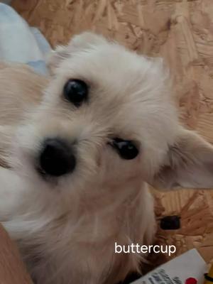 a white dog with black eyes and nose, lying on a wooden surface